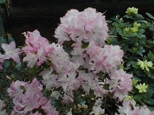 Rhododendron nain Anna Baldsiefen